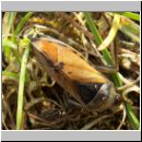 Notonecta glauca - Rueckenschwimmer 01.jpg